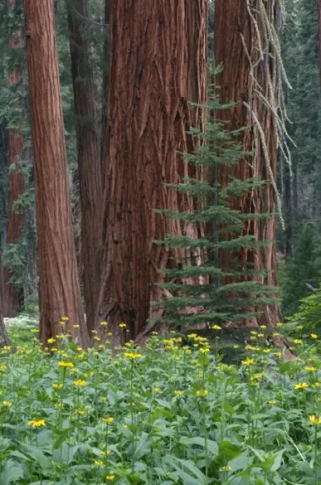 Framed Print : Giant Sequoia trees in the forest, Sequoia and Kings Canyon National Park, California