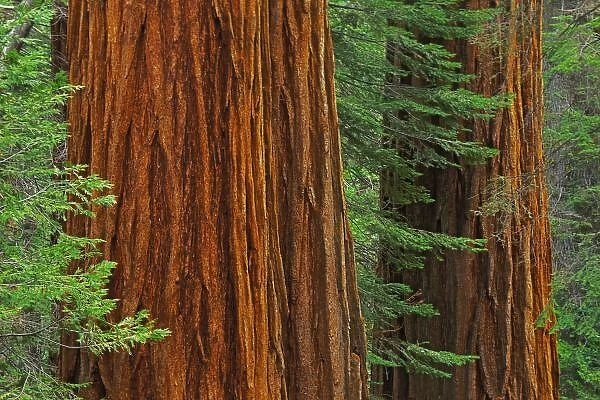 Giant Sequoia trunks in forest, Yosemite National Park, California. Sequoiadendron