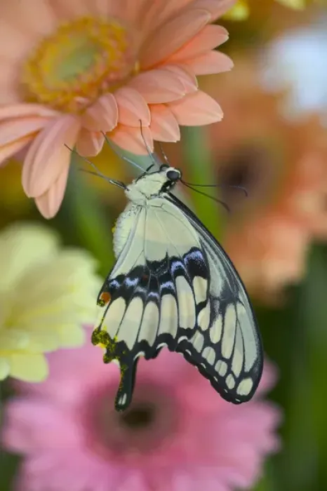 Framed Print : Giant Swallowtail Butterfly Framed Print : Giant Swallowtail Butterfly