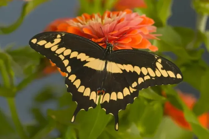 Framed Print : Giant Swallowtail Butterfly, Papilio cresphontes Framed Print : Giant Swallowtail Butterfly, Papilio cresphontes