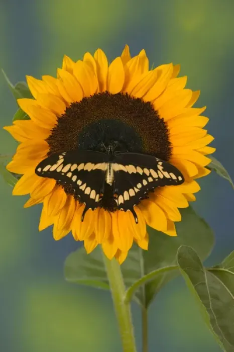 Framed Print : Giant Swallowtail Butterfly, Papilio cresphontes Framed Print : Giant Swallowtail Butterfly, Papilio cresphontes