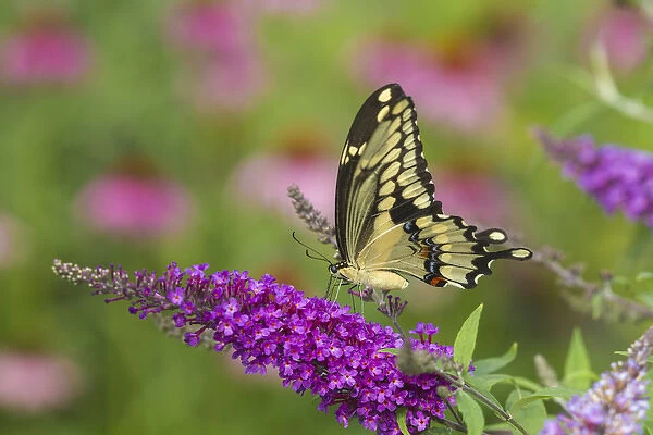 Giant Swallowtail butterfly (Papilio cresphontes) on Butterfly Bush (Buddlei davidii), Marion Co