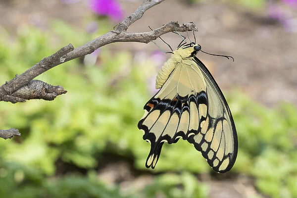 Giant Swallowtail butterfly (Papilio cresphontes) newly emerged near chrysalis, Marion Co