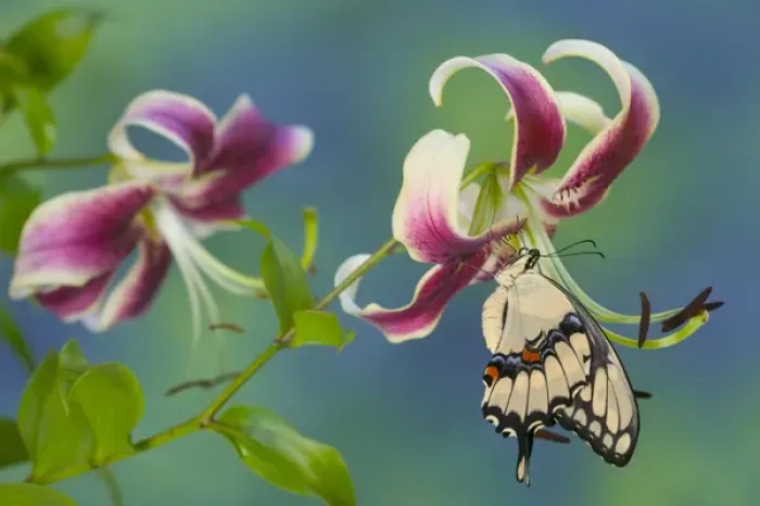 Framed Print : Giant Swallowtail Butterfly - Papilio cresphontes on Black Beauty Oriental Lily Sammamish