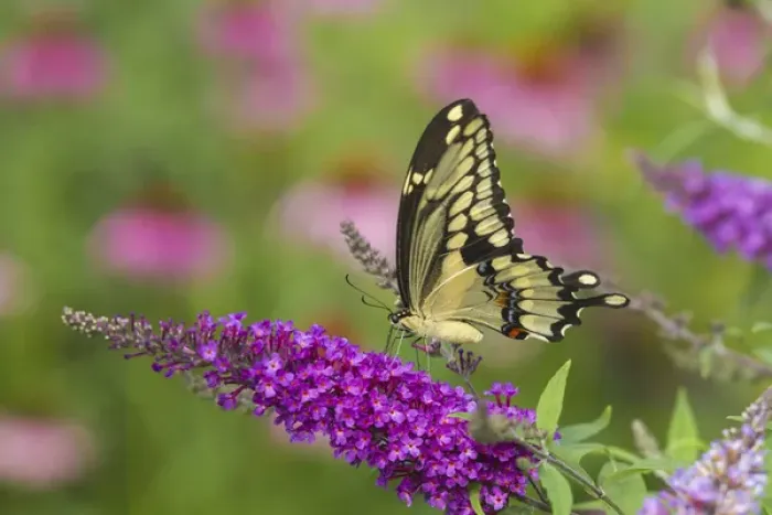Framed Print : Giant Swallowtail butterfly (Papilio cresphontes) on Butterfly Bush (Buddlei davidii), Marion Co Framed Print : Giant Swallowtail butterfly (Papilio cresphontes) on Butterfly Bush (Buddlei davidii), Marion Co
