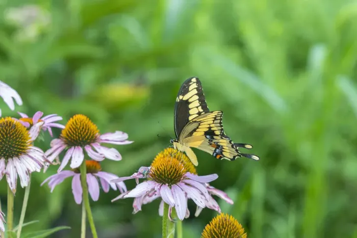 Framed Print : Giant Swallowtail (Papilio cresphontes) on Purple Coneflower (Echinacea purpurea) Framed Print : Giant Swallowtail (Papilio cresphontes) on Purple Coneflower (Echinacea purpurea)