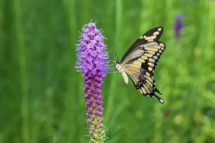 Framed Print : Giant Swallowtail on Prairie blazing star, Rock Cave Nature Preserve, Effingham County, Illinois. (Editorial Use Only) Framed Print : Giant Swallowtail on Prairie blazing star, Rock Cave Nature Preserve, Effingham County, Illinois. (Editorial Use Only)