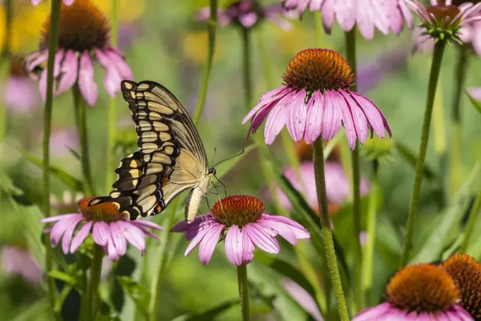 Framed Print : Giant Swallowtail on Purple Coneflower. Marion County, Illinois, USA Framed Print : Giant Swallowtail on Purple Coneflower. Marion County, Illinois, USA