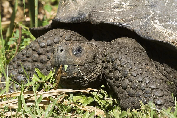 Giant Tortoise at El Rancho Manzanillo (Giant Tortoise Reserve), highlands of Santa Cruz Island