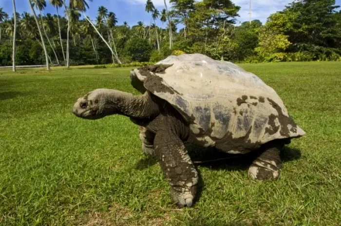 Framed Print : Giant Tortoise on Fregate Island Framed Print : Giant Tortoise on Fregate Island