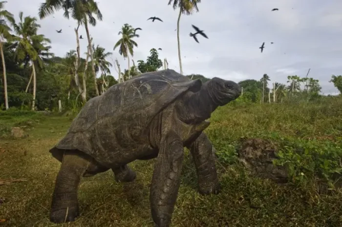 Framed Print : Giant Tortoise on Fregate Island Framed Print : Giant Tortoise on Fregate Island