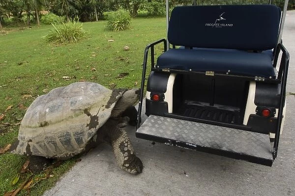 Giant Tortoise on Fregate Island