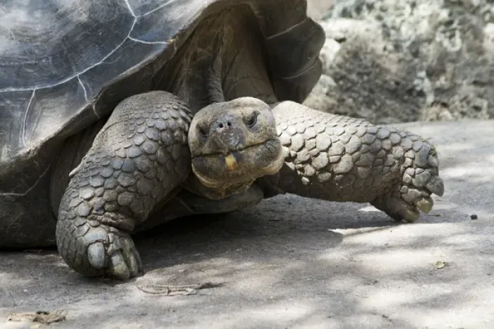 Framed Print : Giant Tortoise in highlands of Floreana Island, Galapagos Islands Framed Print : Giant Tortoise in highlands of Floreana Island, Galapagos Islands