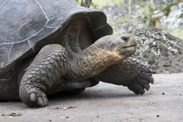 Framed Print : Giant Tortoise in highlands of Floreana Island, Galapagos Islands Framed Print : Giant Tortoise in highlands of Floreana Island, Galapagos Islands