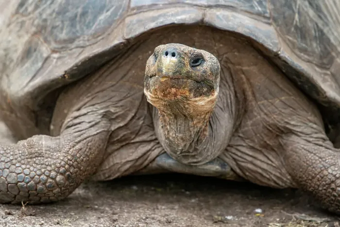 Framed Print : Giant tortoise lumbers along at the Charles Darwin Research Center Framed Print : Giant tortoise lumbers along at the Charles Darwin Research Center