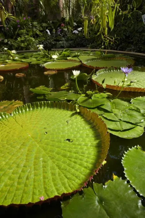Framed Print : Giant water lilies, Wintergardens, Auckland Domain, Auckland, North Island, New Zealand Framed Print : Giant water lilies, Wintergardens, Auckland Domain, Auckland, North Island, New Zealand