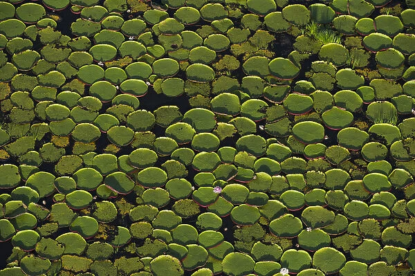 Giant Water Lily (Victoria amazonica) Savanna Rurununi GUYANA South America