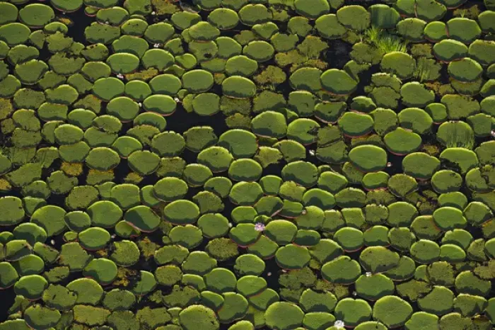 Framed Print : Giant Water Lily (Victoria amazonica) Savanna Rurununi GUYANA South America Framed Print : Giant Water Lily (Victoria amazonica) Savanna Rurununi GUYANA South America