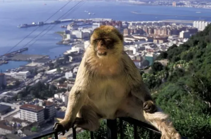 Framed Print : Gibralter. Gibralter ape