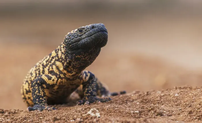 Framed Print : Gila monster Framed Print : Gila monster