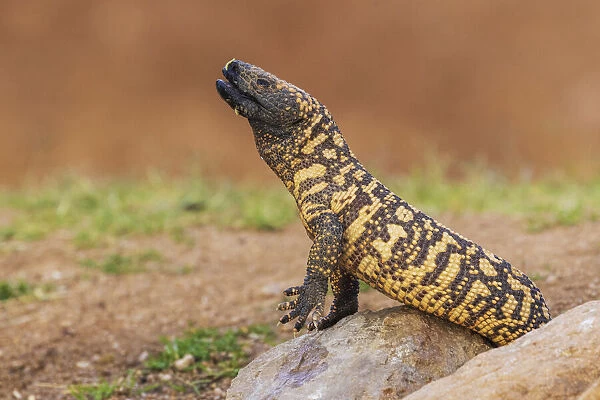Gila monster drinking water