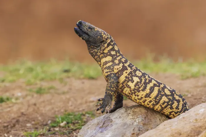 Framed Print : Gila monster drinking water