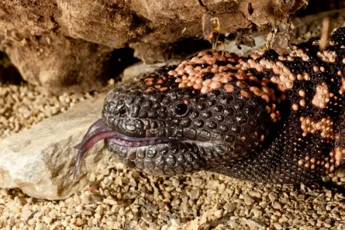 Framed Print : Gila Monster Heloderma horridum Native to the South Western US Habitat - Southwestern Framed Print : Gila Monster Heloderma horridum Native to the South Western US Habitat - Southwestern