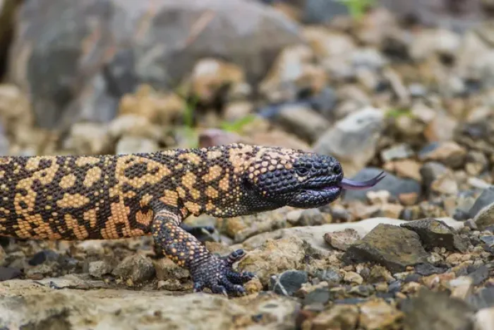 Framed Print : Gila Monster (Heloderma suspectum)
