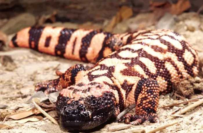 Framed Print : Gila Monster Heloderma suspectum Native to South Western US Framed Print : Gila Monster Heloderma suspectum Native to South Western US