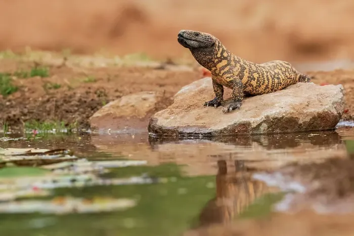 Framed Print : Gila Monster at water, Pima County, Arizona