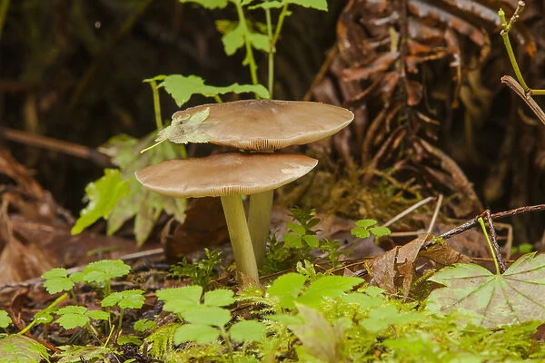 Gilled Mushroom on the Forest Floor in Olympic National Park