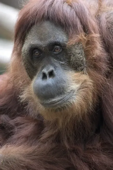 Framed Print : Ginger a wild caught female sumatran orangutan born 1955, at the Sacramento Zoo