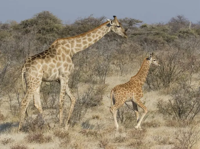 Framed Print : Giraffe and baby on guard, Etosha National Park Framed Print : Giraffe and baby on guard, Etosha National Park