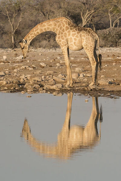 Giraffe bends over to drink at a waterhole, reflecting in the water, in Etosha National Park