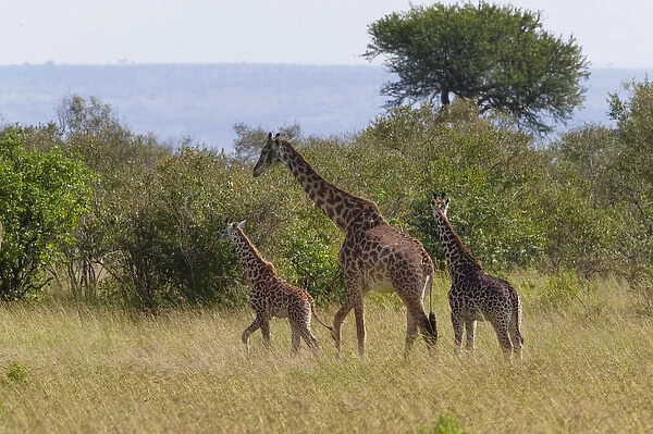 Giraffe family on the savanah, Masai Mara National Reserve, Kenya