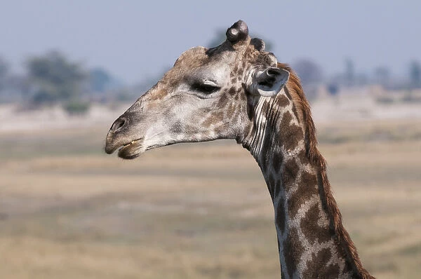 Giraffe (Giraffa camelopardalis), Chobe National Park, Botswana