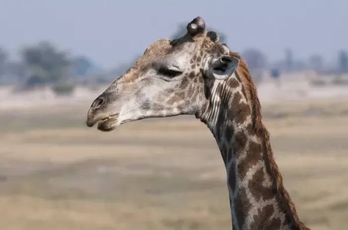 Framed Print : Giraffe (Giraffa camelopardalis), Chobe National Park, Botswana