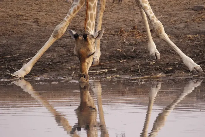 Framed Print : A giraffe (Giraffa camelopardalis angiogenesis) bends down to drink at Chudob waterhole Framed Print : A giraffe (Giraffa camelopardalis angiogenesis) bends down to drink at Chudob waterhole