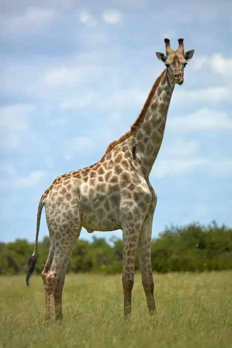 Framed Print : Giraffe (Giraffa camelopardalis angolensis), Chobe National Park, Botswana, Africa
