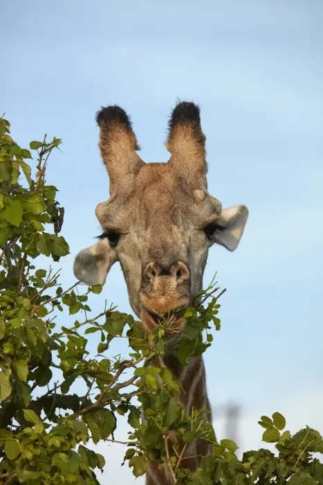 Framed Print : Giraffe (Giraffa camelopardalis angolensis), Chobe National Park, Botswana, Africa Framed Print : Giraffe (Giraffa camelopardalis angolensis), Chobe National Park, Botswana, Africa