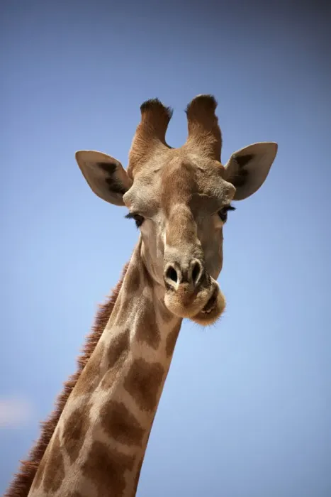 Framed Print : Giraffe (Giraffa camelopardalis angolensis), Kgalagadi Transfrontier Park, South Africa Framed Print : Giraffe (Giraffa camelopardalis angolensis), Kgalagadi Transfrontier Park, South Africa