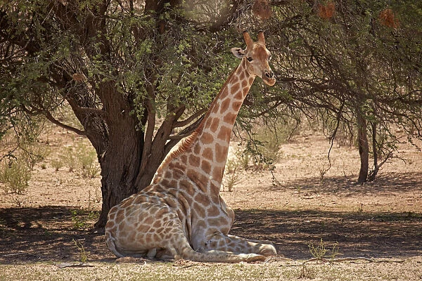 Giraffe (Giraffa camelopardalis angolensis), Kgalagadi Transfrontier Park, South Africa