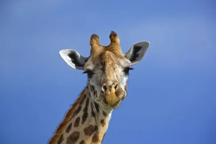 Framed Print : Giraffe, Giraffa camelopardalis tippelskirchi, Masai Mara Game Reserve, Kenya