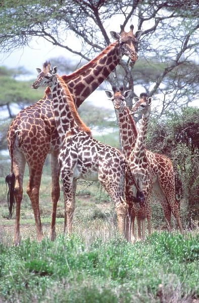 Giraffe Group or Herd w  /  Young, Giraffa camelopardalis, Tanzania Africa 2005