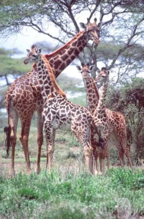 Framed Print : Giraffe Group or Herd w / Young, Giraffa camelopardalis, Tanzania Africa 2005 Framed Print : Giraffe Group or Herd w / Young, Giraffa camelopardalis, Tanzania Africa 2005