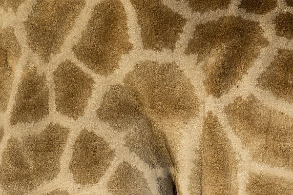 Giraffe pattern close-up, Etosha National Park