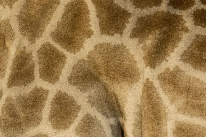 Framed Print : Giraffe pattern close-up, Etosha National Park Framed Print : Giraffe pattern close-up, Etosha National Park