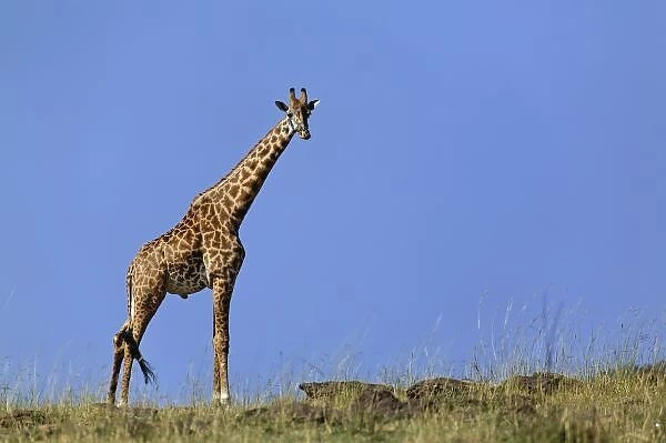 Giraffe, on ridge against blue sky, Giraffa camelopardalis tippelskirchi, Masai Mara Game Reserve