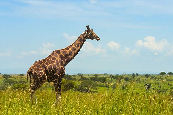 Giraffe on the savanna, Murchison Falls National park, Uganda