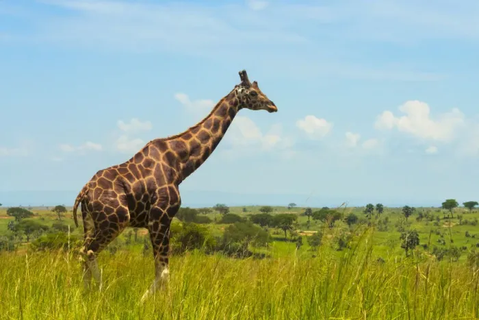 Framed Print : Giraffe on the savanna, Murchison Falls National park, Uganda Framed Print : Giraffe on the savanna, Murchison Falls National park, Uganda